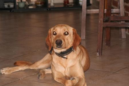 MY DOGS